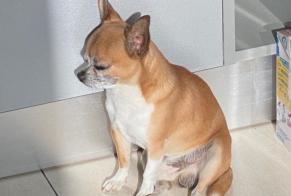 Alerte Disparition Chien  Mâle , 8 ans Boujan-sur-Libron France