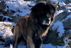 Alerte Disparition Chien  Mâle , 4 ans Argelès-sur-Mer France