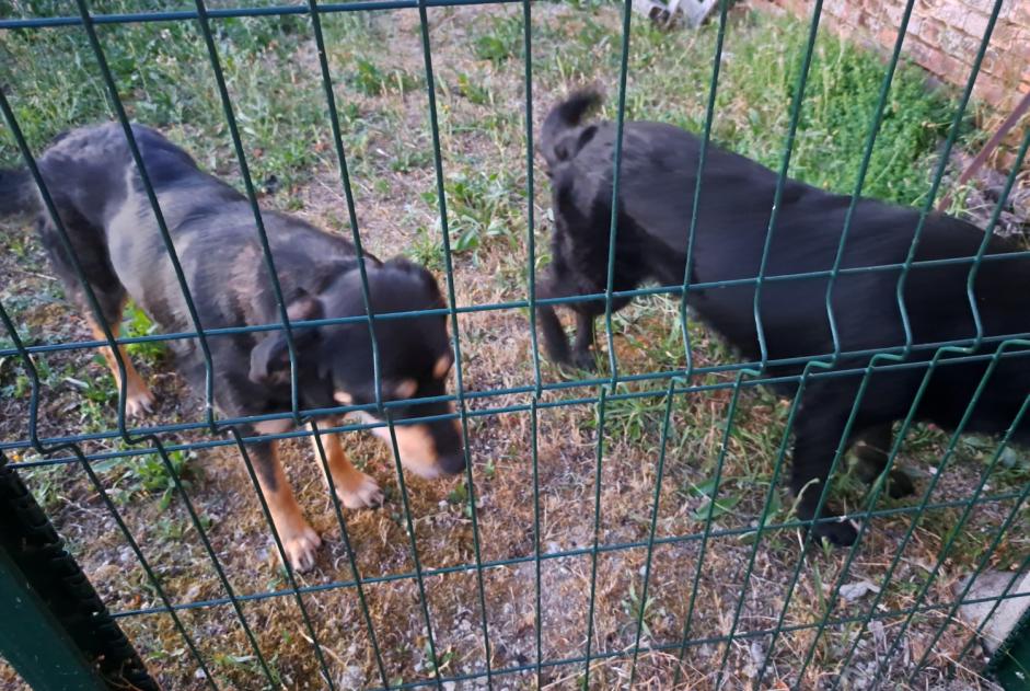 Alerte Découverte Chien  Inconnu Mézières-en-Gâtinais France