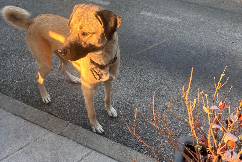 Alerte Découverte Chien Mâle Grasse France