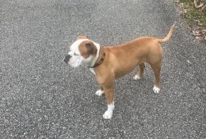 Alerte Disparition Chien  Femelle , 3 ans Saint-Baldoph France