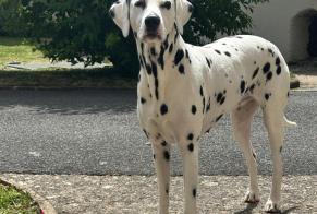 Alerte Disparition Chien  Femelle , 6 ans Verneuil d'Avre et d'Iton France