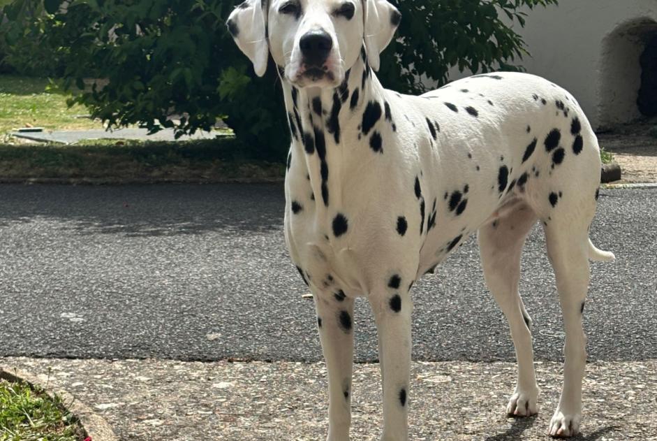 Alerte Disparition Chien  Femelle , 6 ans Verneuil d'Avre et d'Iton France