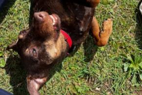Alerte Disparition Chien  Femelle , 7 ans Cénac-et-Saint-Julien France