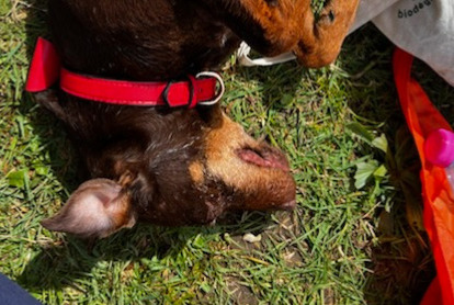 Alerte Disparition Chien  Femelle , 7 ans Cénac-et-Saint-Julien France