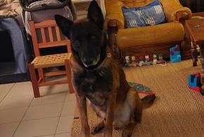 Alerte Disparition Chien  Mâle , 9 ans Garrigues-Sainte-Eulalie France