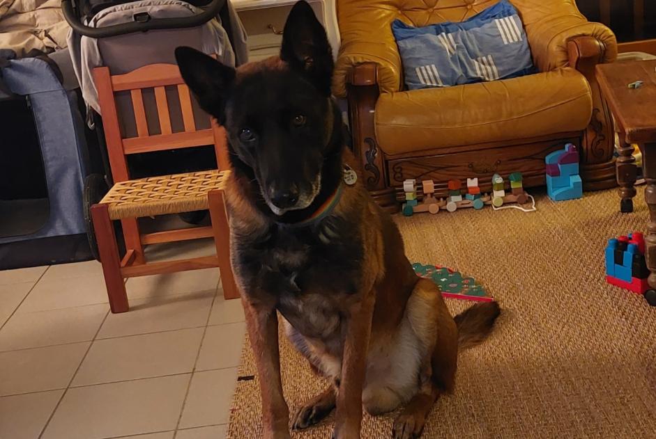 Alerte Disparition Chien  Mâle , 9 ans Garrigues-Sainte-Eulalie France