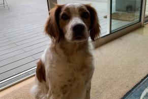 Alerte Disparition Chien  Mâle , 7 ans Talmont-Saint-Hilaire France