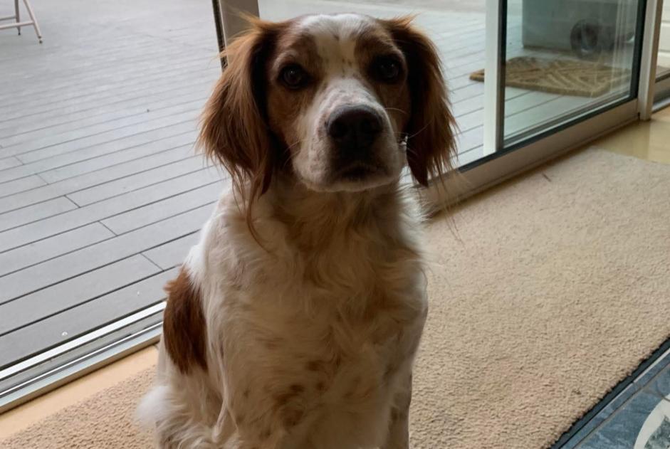 Alerte Disparition Chien  Mâle , 7 ans Talmont-Saint-Hilaire France