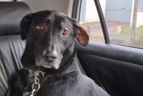 Alerte Disparition Chien croisement  Mâle , 8 ans Avrainville France