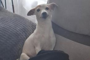 Alerte Disparition Chien  Femelle , 7 ans Thouars France