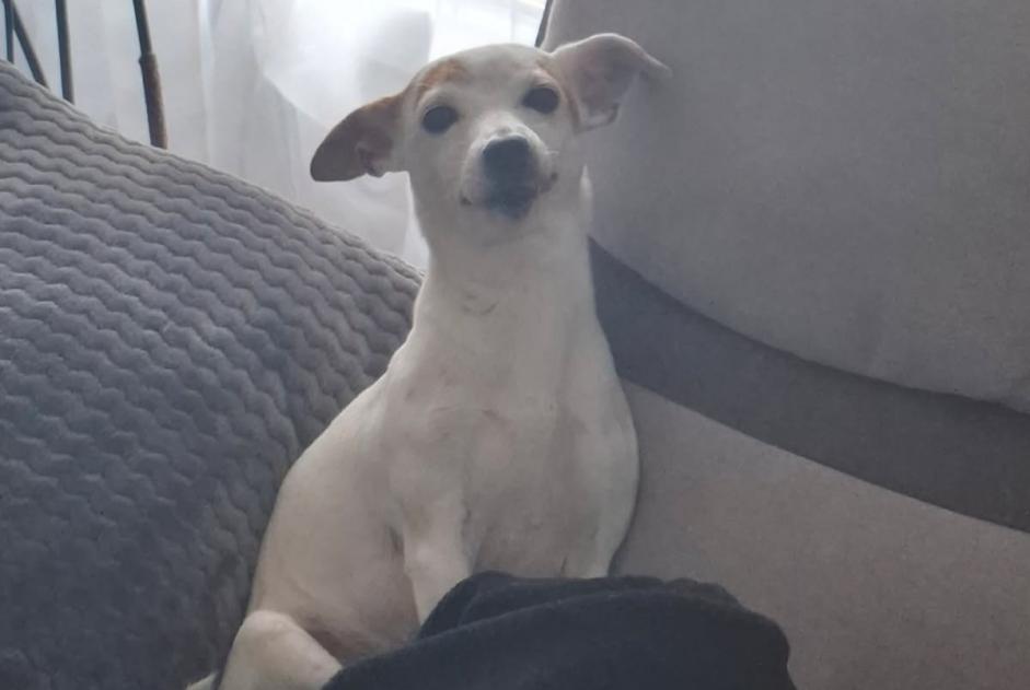 Alerte Disparition Chien  Femelle , 7 ans Thouars France