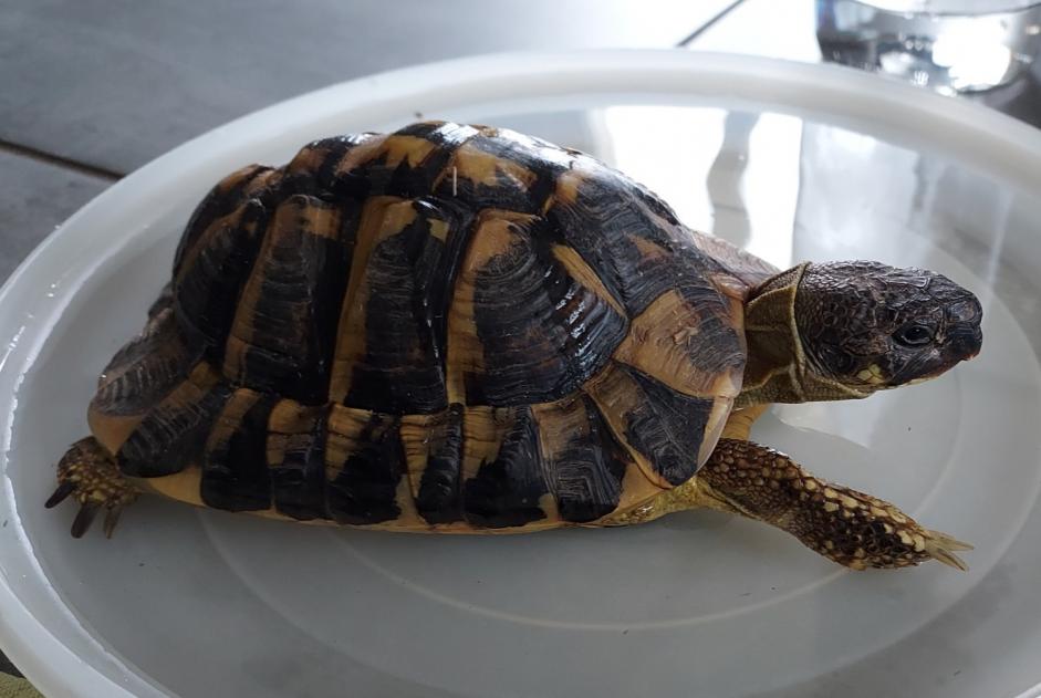 Alerte Disparition Tortue Mâle , 2025 ans Veyrac France