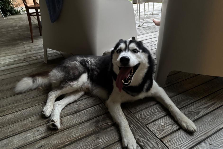 Alerte Découverte Chien  Mâle Azur France