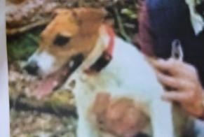 Alerte Disparition Chien  Femelle , 4 ans Plassac France