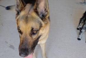 Alerte Découverte Chien  Mâle Payrignac France