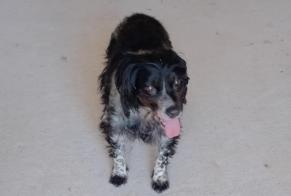 Alerte Découverte Chien croisement  Inconnu Payrignac France