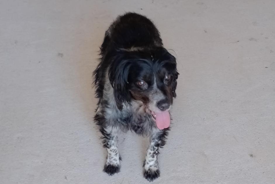 Alerte Découverte Chien croisement  Inconnu Payrignac France
