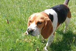 Alerte Disparition Chien  Femelle , 2 ans Misson France