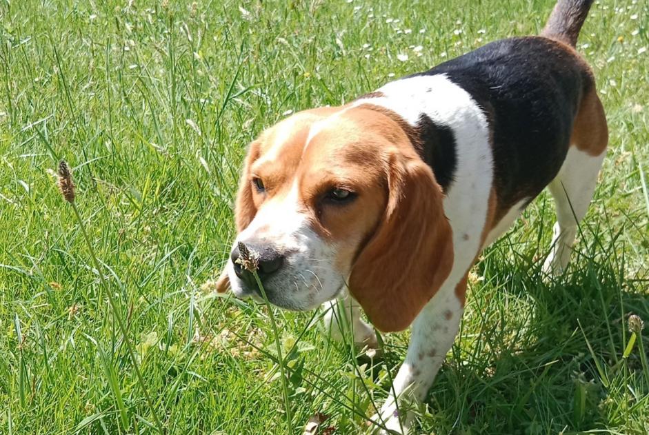 Alerte Disparition Chien  Femelle , 2 ans Misson France