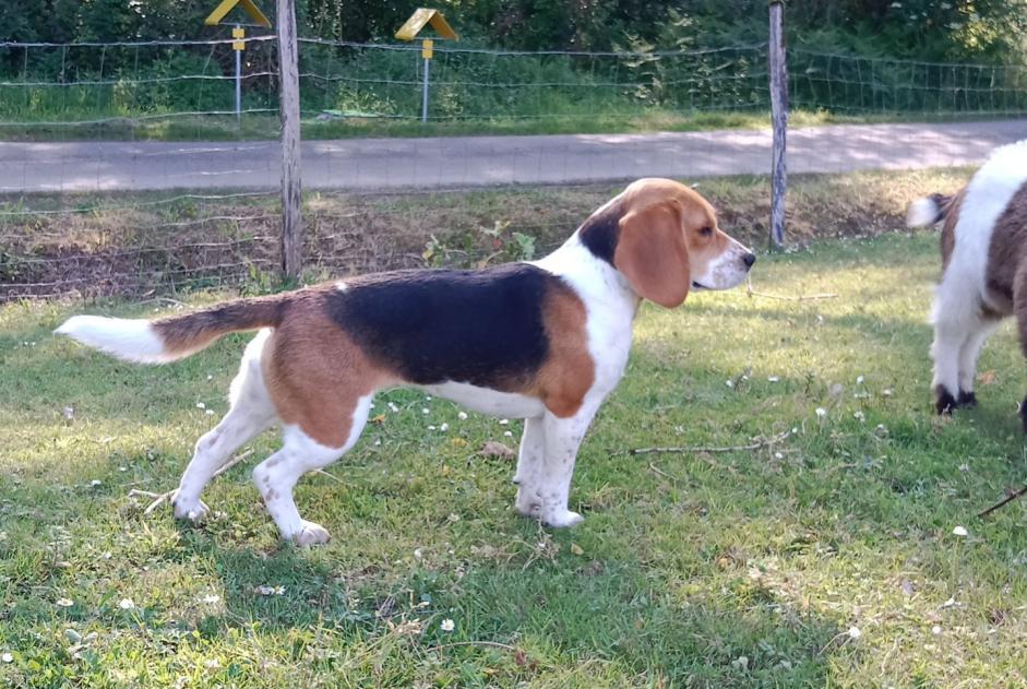 Alerte Disparition Chien  Femelle , 2 ans Misson France