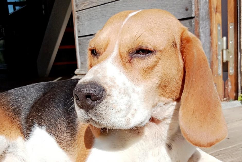 Alerte Disparition Chien  Femelle , 2 ans Misson France