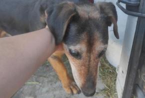 Alerte Découverte Chien Femelle Jonquières France
