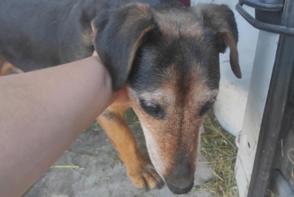Alerte Découverte Chien Femelle Jonquières France