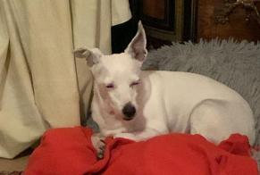 Alerte Disparition Chien croisement  Femelle , 13 ans La Rochelle France