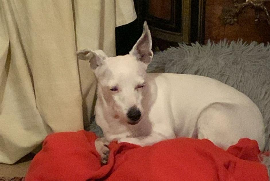 Alerte Disparition Chien croisement  Femelle , 13 ans La Rochelle France