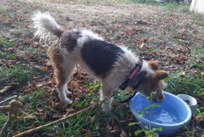 Alerte Découverte Chien  Mâle Naves France