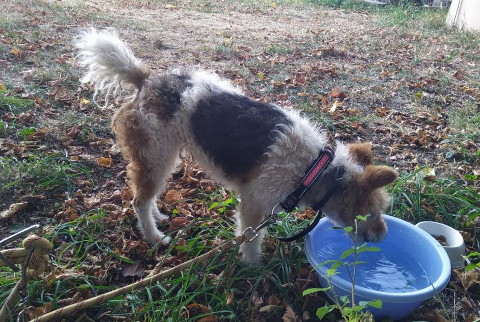 Alerte Découverte Chien  Mâle Naves France
