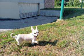 Alerte Découverte Chien  Mâle Verdun France