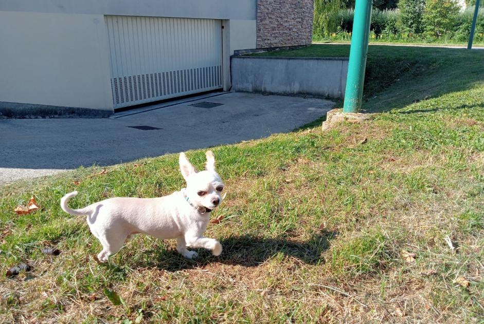 Alerte Découverte Chien  Mâle Verdun France