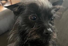 Alerte Disparition Chien  Mâle , 5 ans Paris France