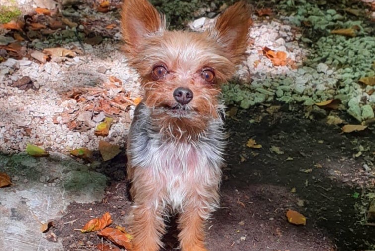 Alerte Disparition Chien  Mâle , 11 ans Saint-Paul-de-Fenouillet France