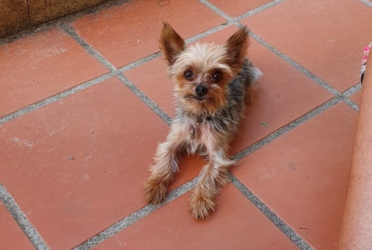 Alerte Disparition Chien  Mâle , 11 ans Saint-Paul-de-Fenouillet France
