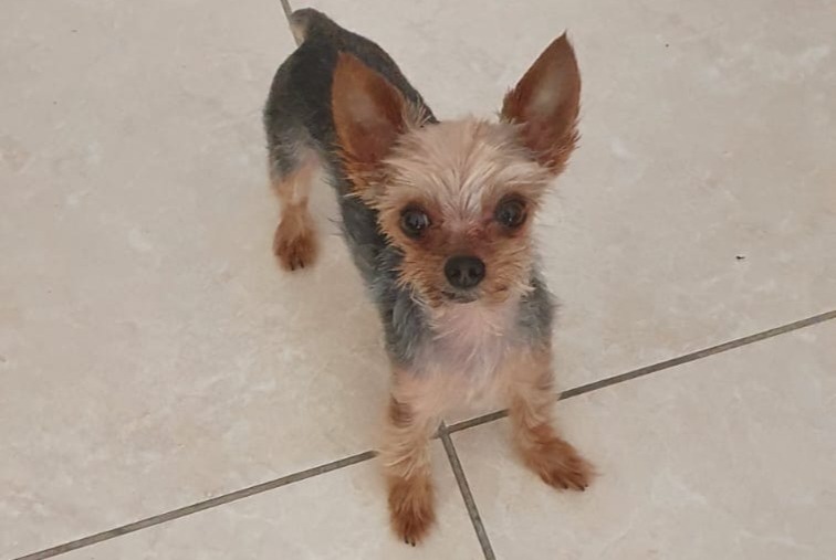 Alerte Disparition Chien  Mâle , 11 ans Saint-Paul-de-Fenouillet France