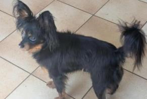 Alerte Disparition Chien  Mâle , 2 ans Luant France