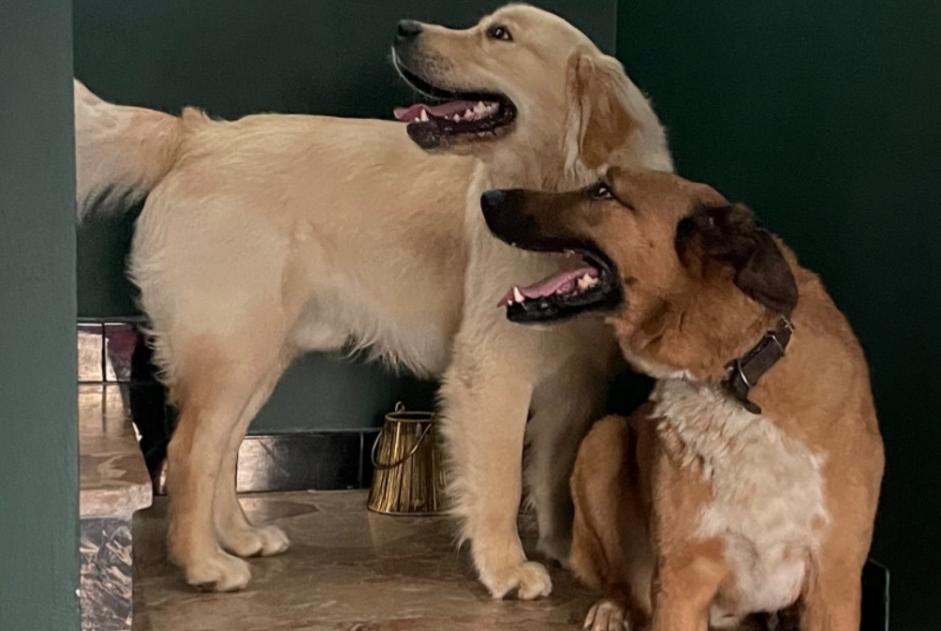 Alerte Disparition Chien  Mâle , 1 ans Tassin-la-Demi-Lune France