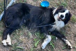Alerte Découverte Chien  Mâle Cléden-Cap-Sizun France