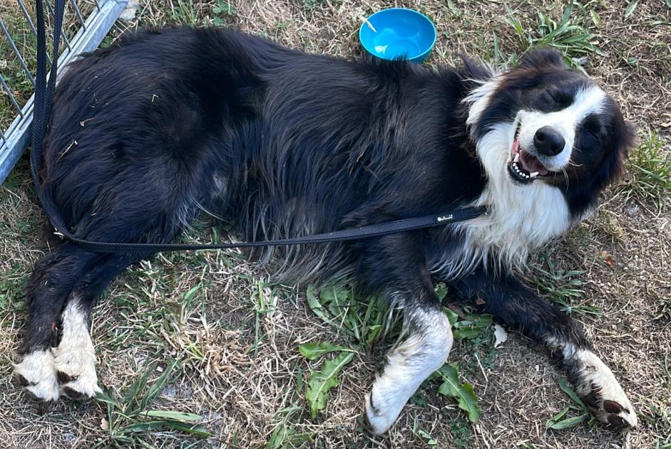 Alerte Découverte Chien  Mâle Cléden-Cap-Sizun France
