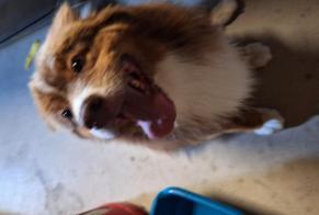 Alerte Découverte Chien Mâle Grosbreuil France