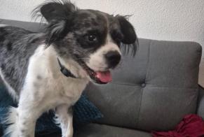 Alerte Découverte Chien croisement  Femelle , 7 ans Périgueux France