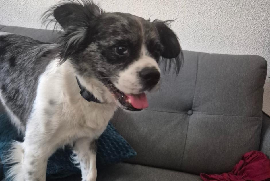 Alerte Découverte Chien croisement  Femelle , 7 ans Périgueux France