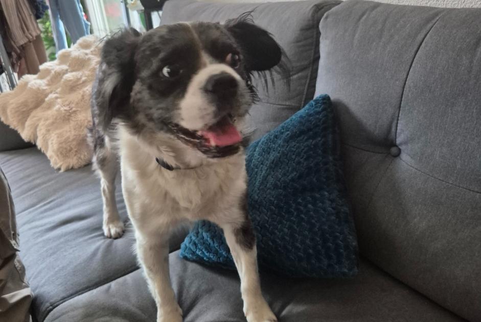 Alerte Découverte Chien croisement  Femelle , 7 ans Périgueux France