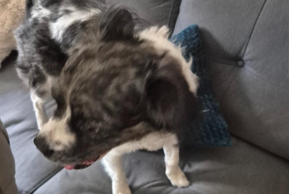 Alerte Découverte Chien croisement  Femelle , 7 ans Périgueux France