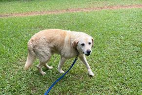 Alerte Découverte Chien  Mâle Poggio-Mezzana France