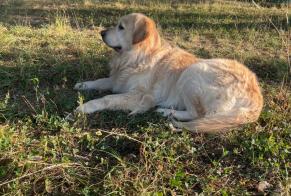 Alerte Découverte Chien  Mâle Flourens France