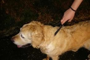 Alerte Découverte Chien  Inconnu Saint-Priest France